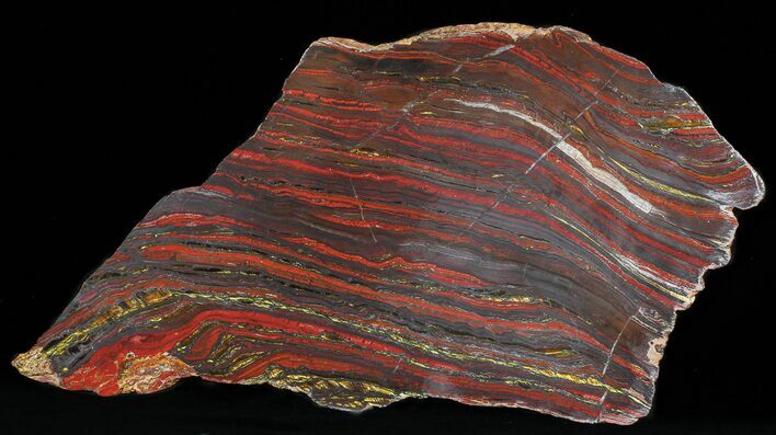 Polished Tiger Iron Stromatolite - ( Billion Years) #50735